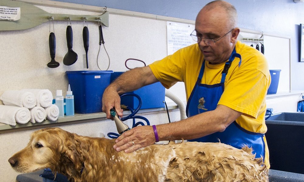 Helping puppies to get into the grooming groove