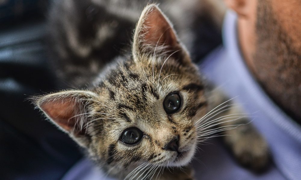 RSPCA reports rise in cats in care amid Covid-19 lockdown