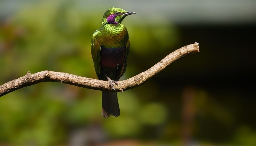 Taking a look at the Emerald Green Starling