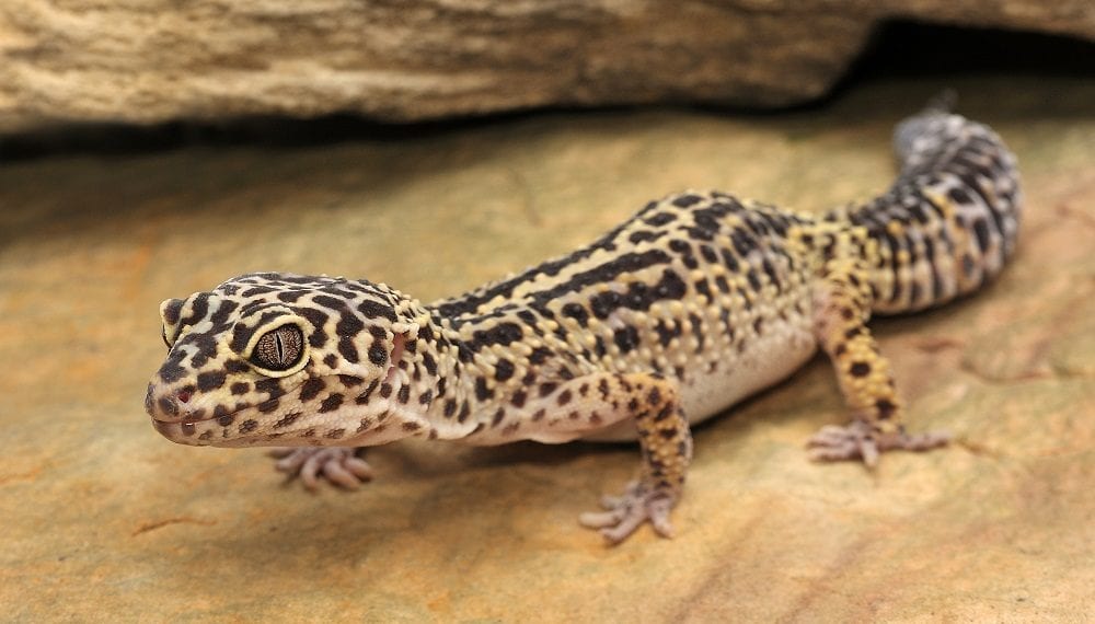 Looking at the leopard gecko and its correct housing