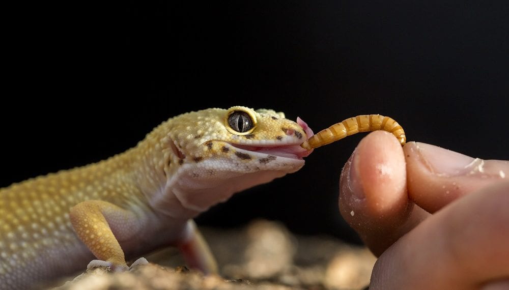 Looking at the leopard gecko and its correct housing