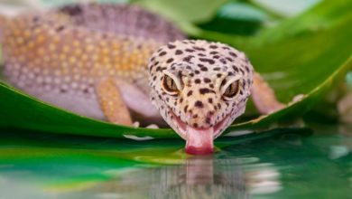 Looking at the leopard gecko and its correct housing