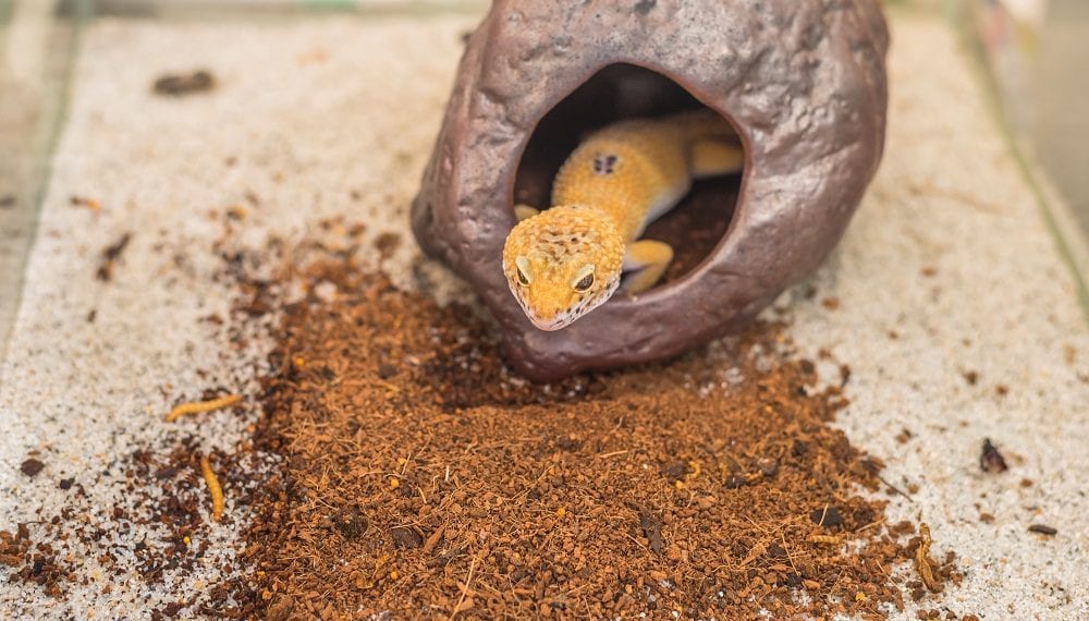 Looking at the leopard gecko and its correct housing