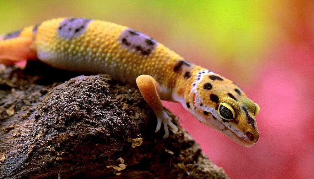 Looking at the leopard gecko and its correct housing