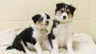 Dogs Trust Ireland suspends rehoming over the festive period