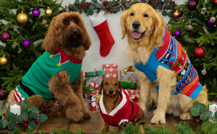 Sainsbury’s trials in-store ‘Pet Hubs’