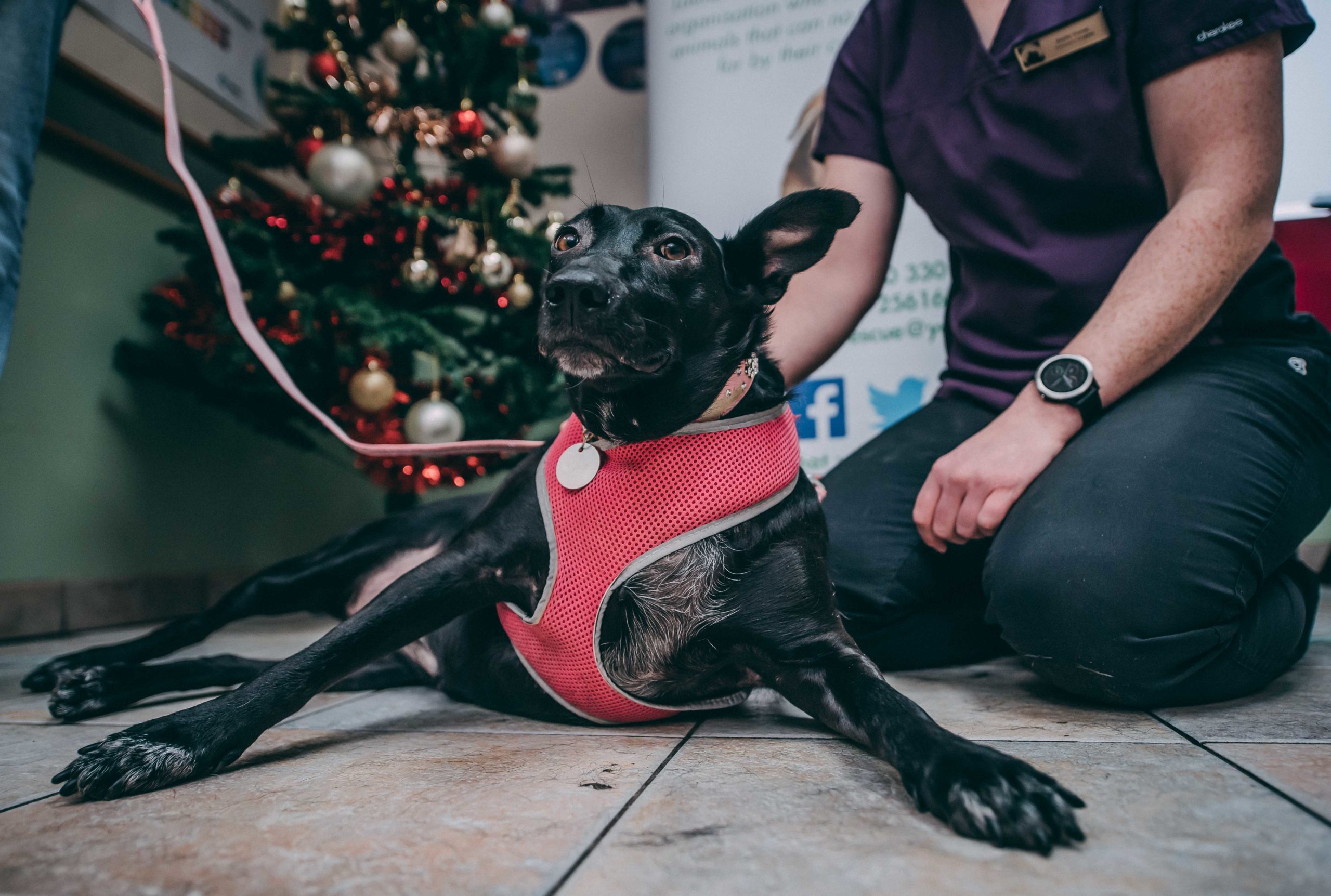 Veterinary Group launches Pawsome Pets Christmas Appeal