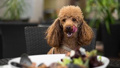 Best dog-friendly UK hotels revealed