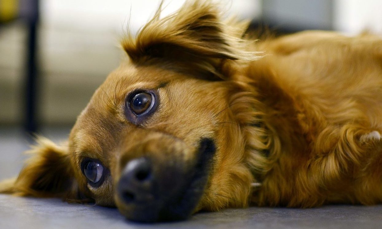 Public should not buy pets online, West Midlands Police warns