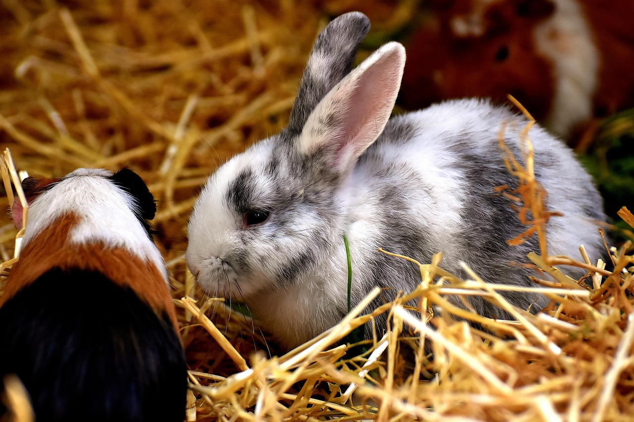 Over 60% of rabbits and guinea pigs fed ‘incorrectly’