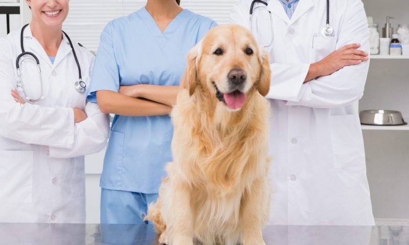 BVA calls on government to support veterinary practices