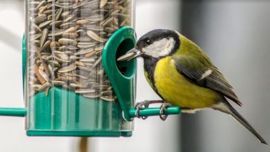 Henry Bell & Co launches new wild bird brand