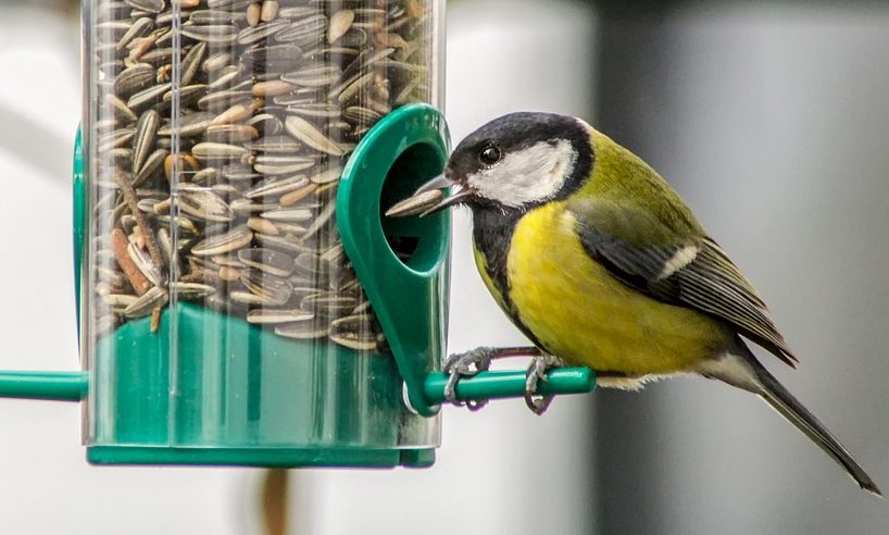 Henry Bell & Co launches new wild bird brand