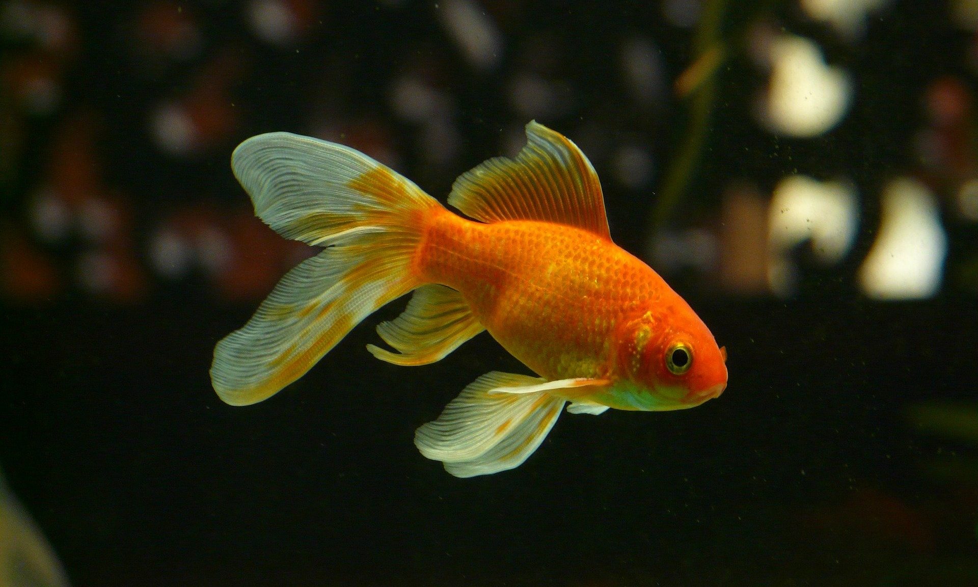 The importance of quality ingredients in fish feeds