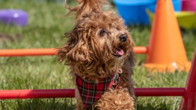 Fitz All Media launches Great Dog Walk series