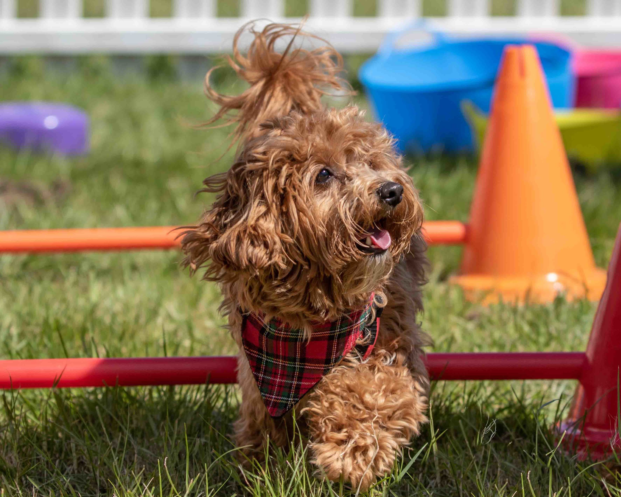 Fitz All Media launches Great Dog Walk series