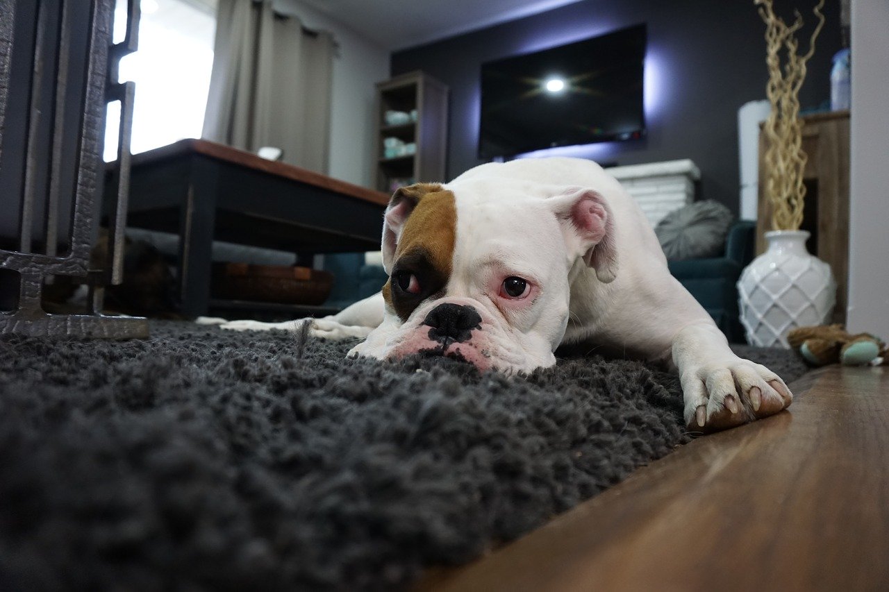 Dogs Trust addresses proposed government rental reform