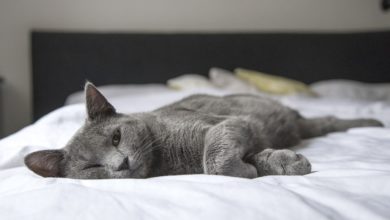Government to revise pet bans for tenants