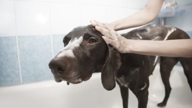 College launches dog grooming academy