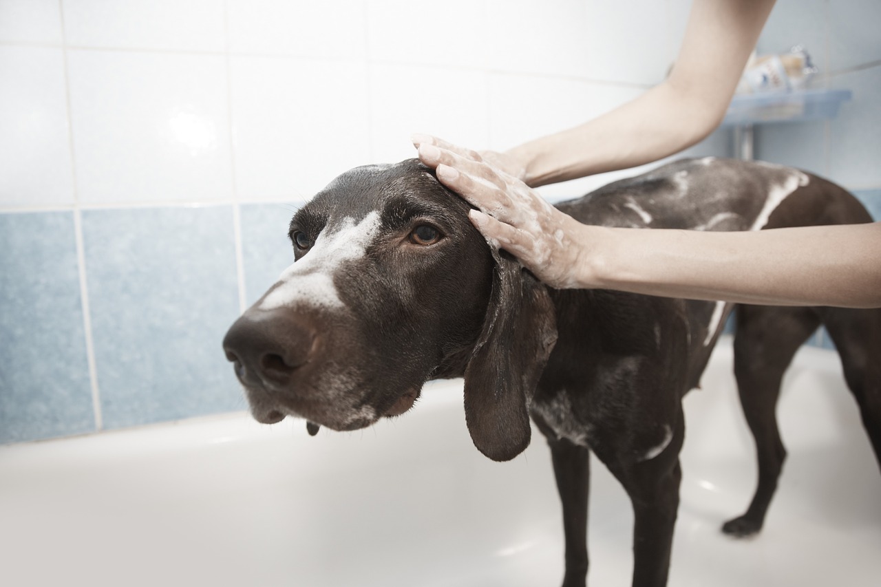 College launches dog grooming academy