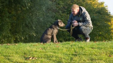 Bristol University launches dog and owner study