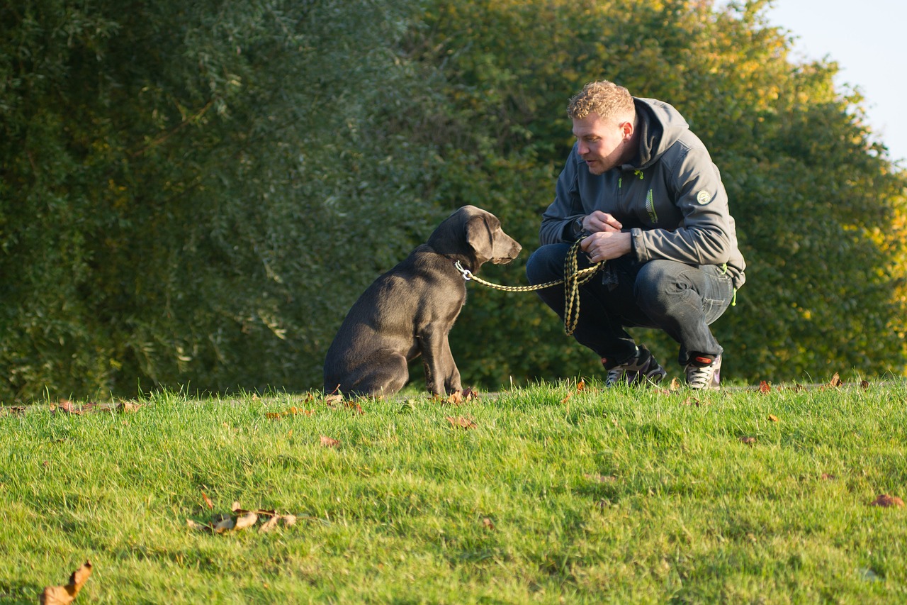 Bristol University launches dog and owner study