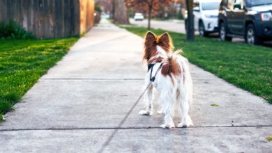BVA responds to stray dogs study regarding Covid-19 crisis