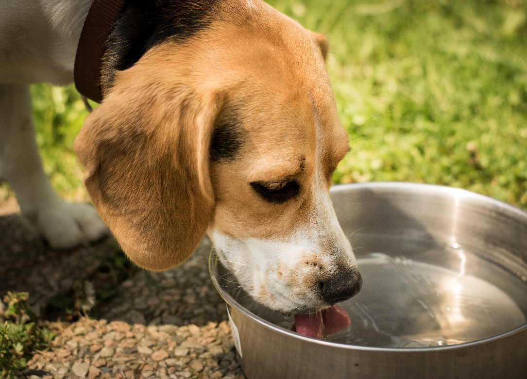 Biomega calls for pet food manufacturers to phase out glycerine use