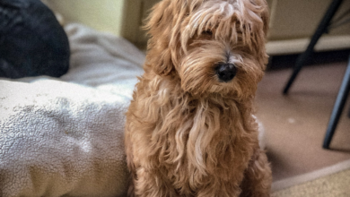 In the dog house: the art of running a pooch-friendly hotel