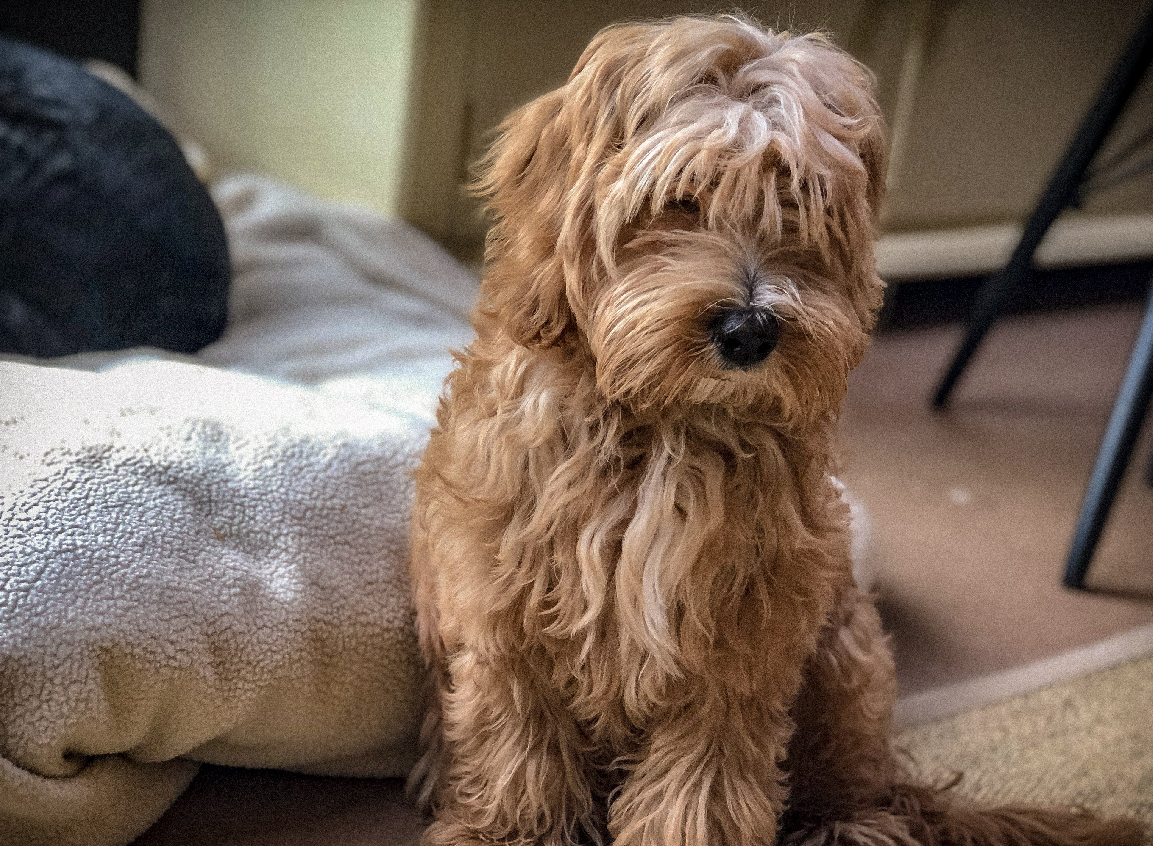 In the dog house: the art of running a pooch-friendly hotel