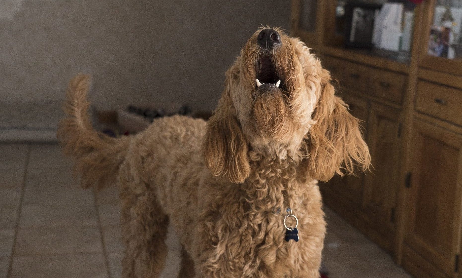 Webbox reveals ‘obscure’ pet laws in the UK