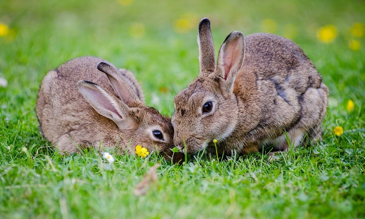 Companionship in rabbits is key to their welfare, say vets