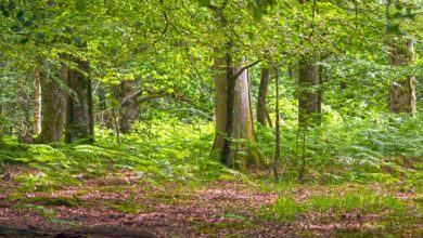Broadreach Nature launches environmental initiative