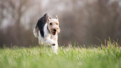 70% of dog owners exercise with their dog, study suggests
