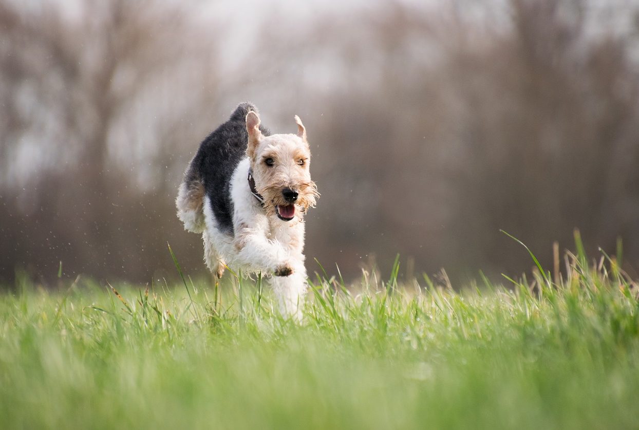 70% of dog owners exercise with their dog, study suggests