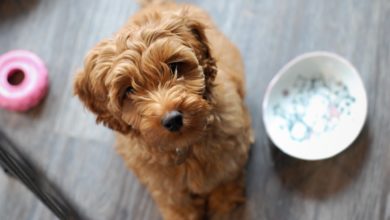 Designer dogs cost UK pet owners £33k
