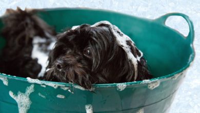 Furbox Dog Grooming Salon & Spa opens in Lenziemill