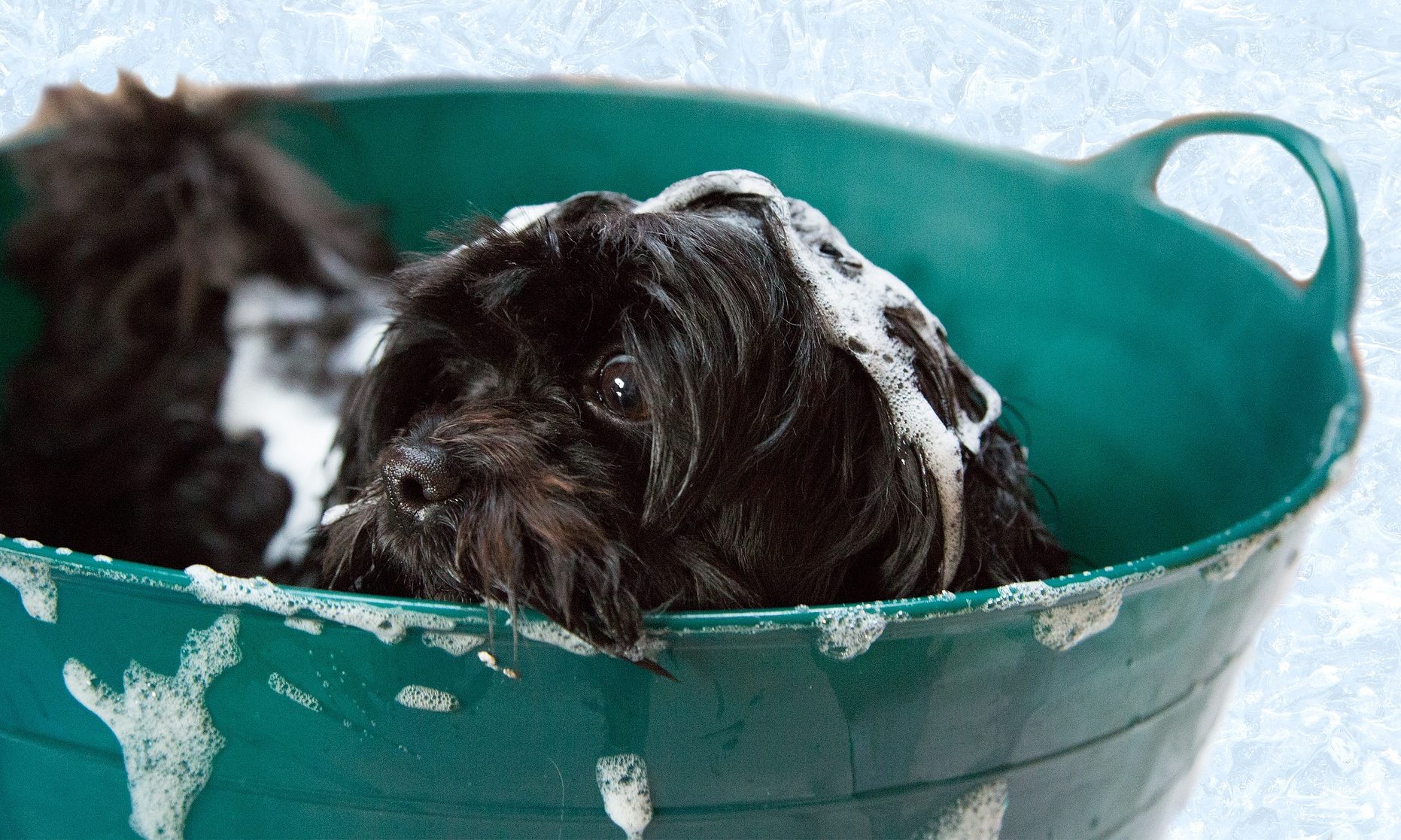 Furbox Dog Grooming Salon & Spa opens in Lenziemill