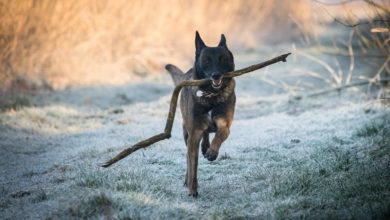 BVA issues urgent pet safety advice as cold snap hits UK