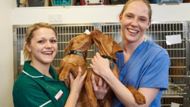 BVA celebrates 100 years of female veterinary surgeons