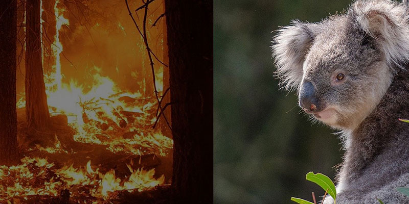 IVC Evidensia to send vets to Australia