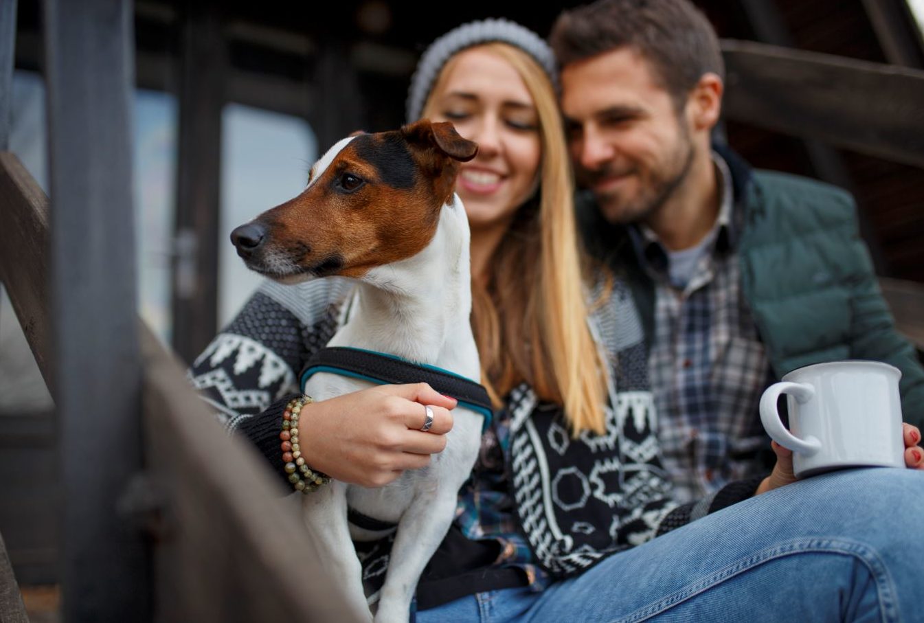 58% of dog owners share their bed with dogs, study suggests