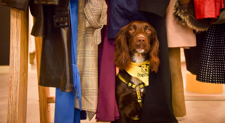 Dogs Trust sees 41% increase in ‘Give Up Your Dog’ web traffic