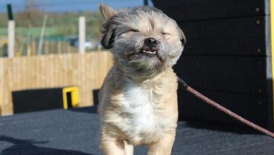 DogsTrust advises on how to keep safe during Storm Dennis