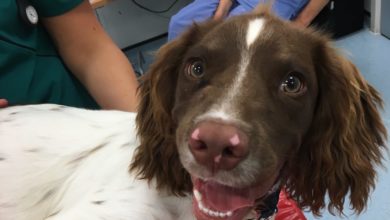 Pride Veterinary Centre performs heart defect operation on spaniel