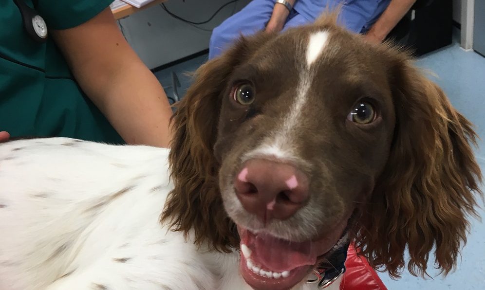 Pride Veterinary Centre performs heart defect operation on spaniel