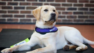 Canine Partners seeking volunteers to assist dogs in training