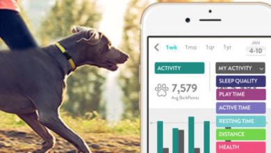 Pet Tech: must-have apps for the modern day dog-lover