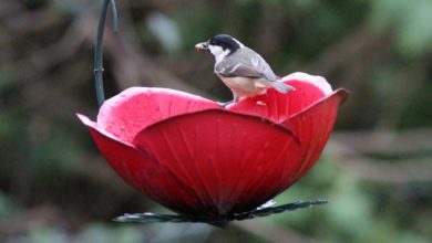 How to attract wild birds into your gardens