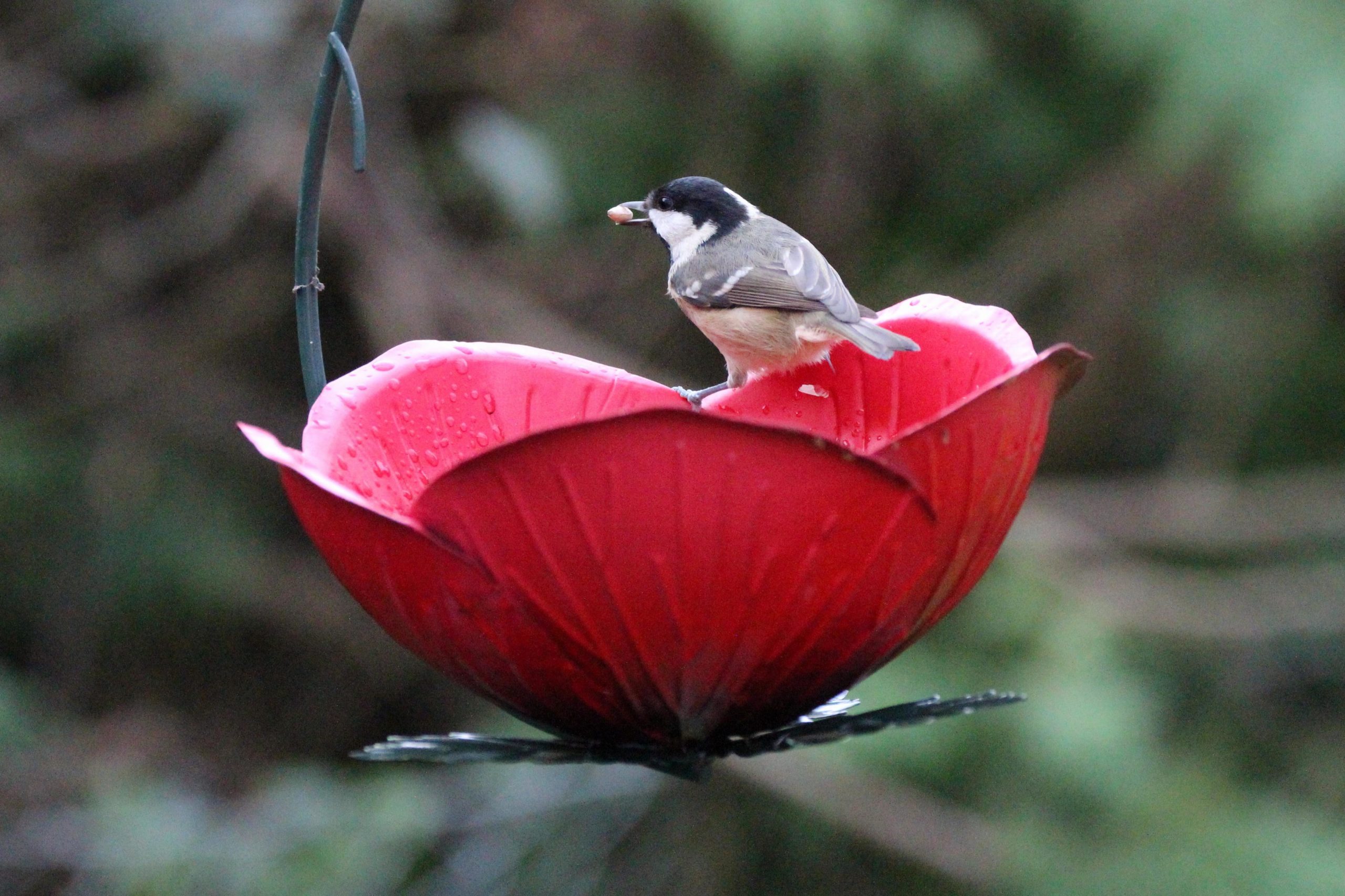 How to attract wild birds into your gardens